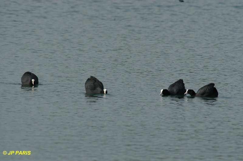 Fulica atra